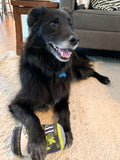 IPA Dog Toy